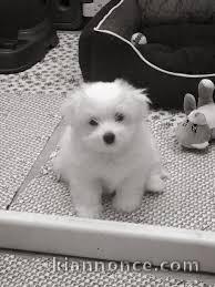 Magnifique  chiot Coton de Tuléar à donner