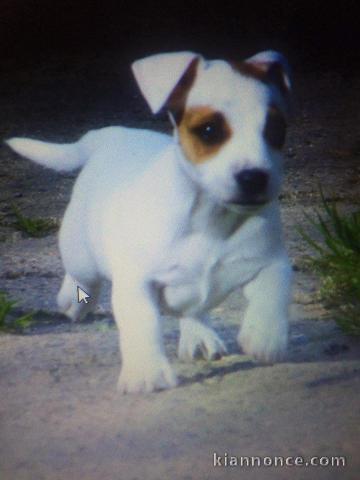 Magnifique  chiot Jack Russel terrier  donner