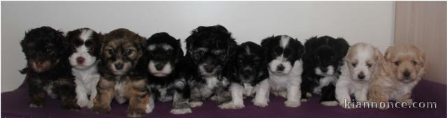 Superbes Chiots Bichon Havanais Pure Race Pedigree