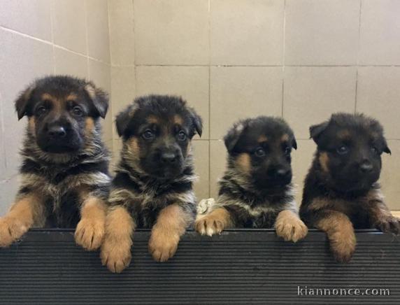 Chiots berger allemand a donner