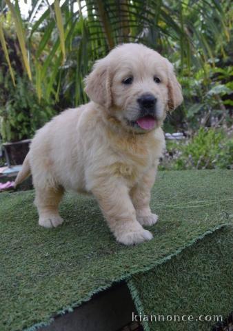 chiots golden retriever  a donner