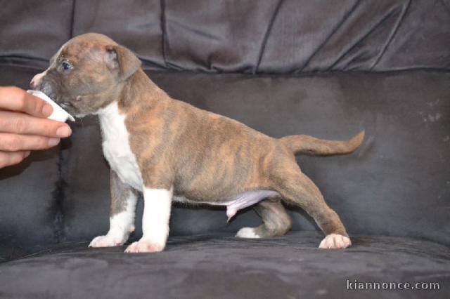 Chiots american staffordshire terrier lof a donner