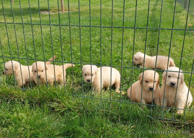 Magnifiques Chiots Golden Retriever Pure Race