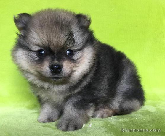 A DONNER adorable chiot femelle spitz nain femelle