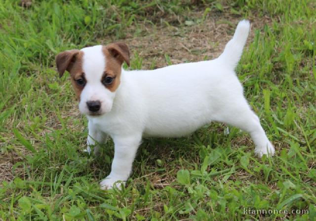 Chiot jack russell inscrit au CKC a donner