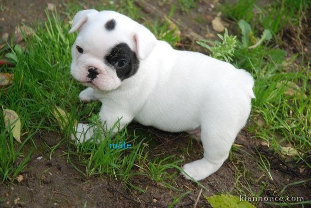 Chiot Bouledogue Français a donner