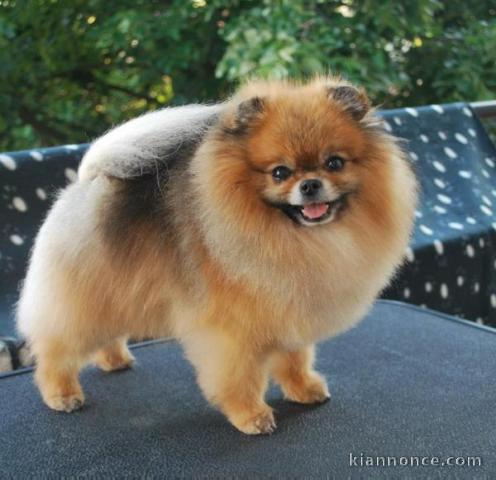 Adorable chiot Spitz nain à donner .