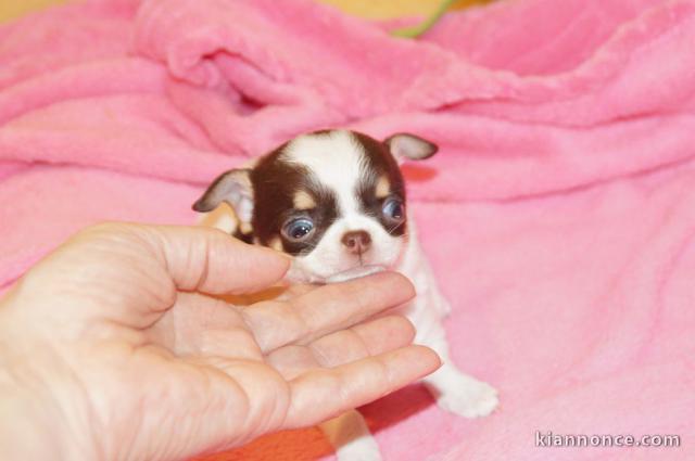  A donner petite chiot chihuahua femelle 