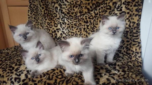 Magnifique chatons sacré de Birmanie