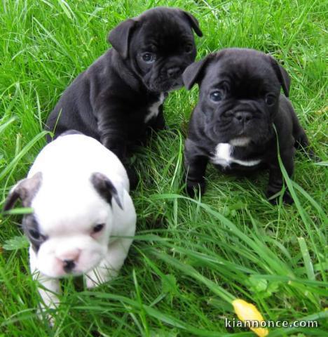 Dons Chiots bouledogue Français