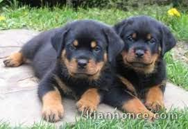 Adorables chiots rottweiller lof 