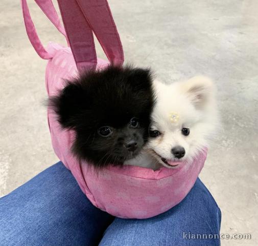 ADOPTION DE CHIOTS SPITZ NAIN