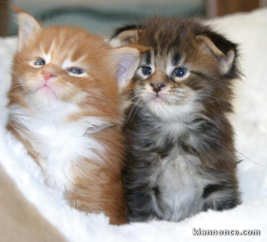 Magnifique chatons Maine coin pour adopter