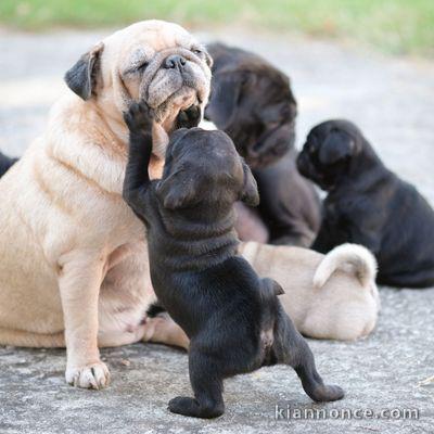 Magnifiques Chiots Carlin Pure Race