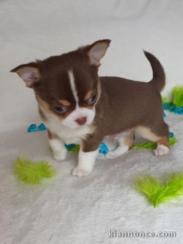 Donne chiot type Chihuahua
