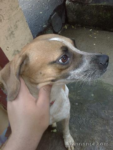 Chien de chasse batard Epagneul breton à 600€