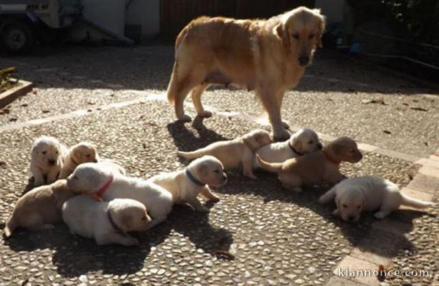 Magnifiques Chiots Golden Retriever Pure Race