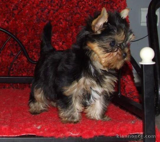 chiot Yorkshire lof a donner