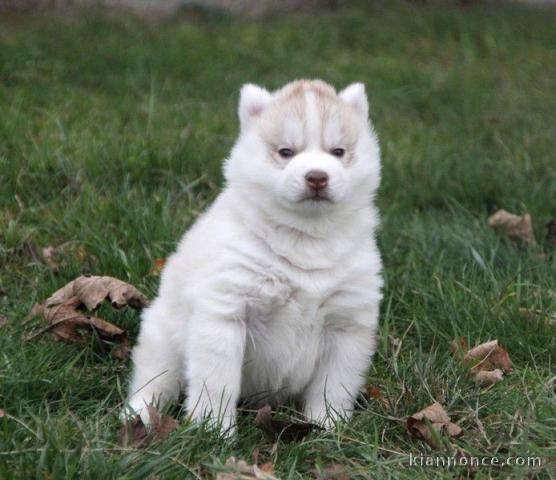 Superbe chiot husky de sibérien femelles