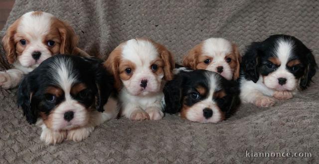 Petite Annonce Chiots Cavalier King Charles 