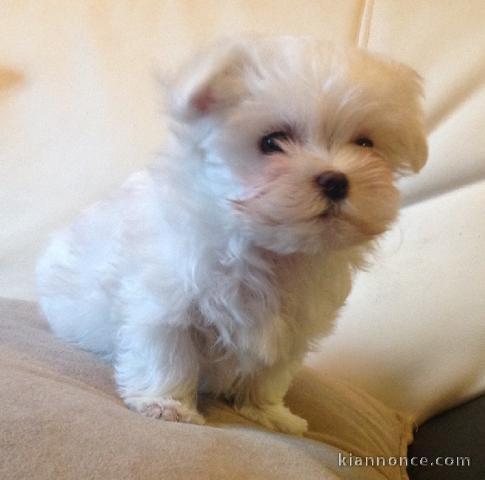 D.o.n adorable chiot bichon maltais femelle