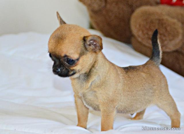 Chiot chihuahua LOF a donner