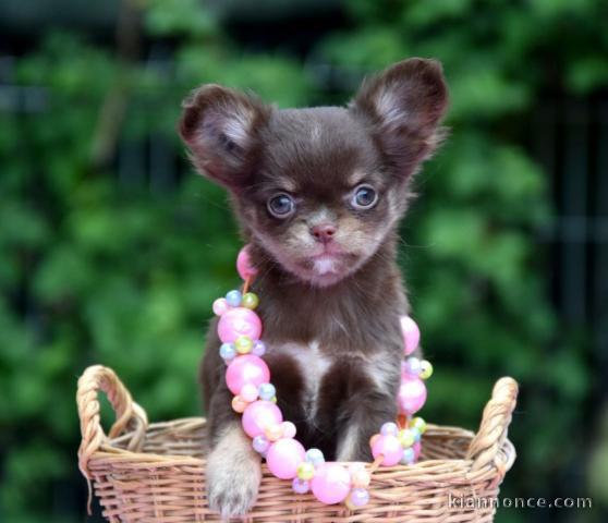 Donner chiot bébés chihuahua femelle,pucés et vaccinés