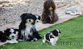  Superbes Chiots Bichon Havanais Pure Race