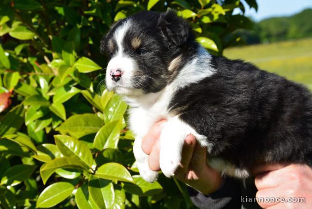 chiot berger australiens LOF a donner