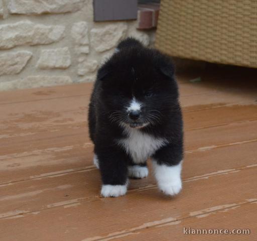Donne chiot type Shiba Inu 