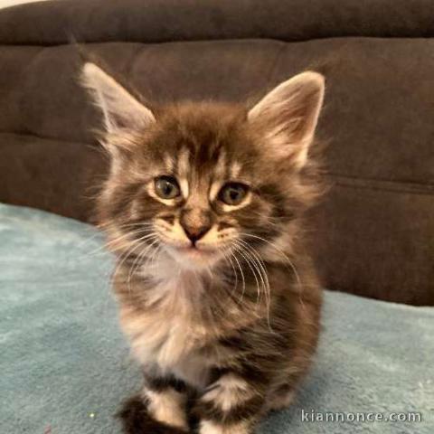 disponibles de suites de magnifiques chatons maines con 