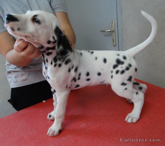 offre adorable chiots pure race  Dalmatien