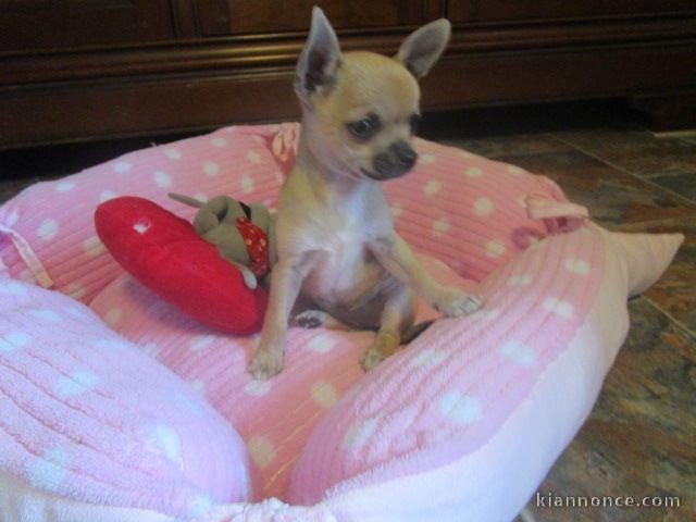Donne Sublime mini mâle et femelle chihuahua LOF 3 mois 