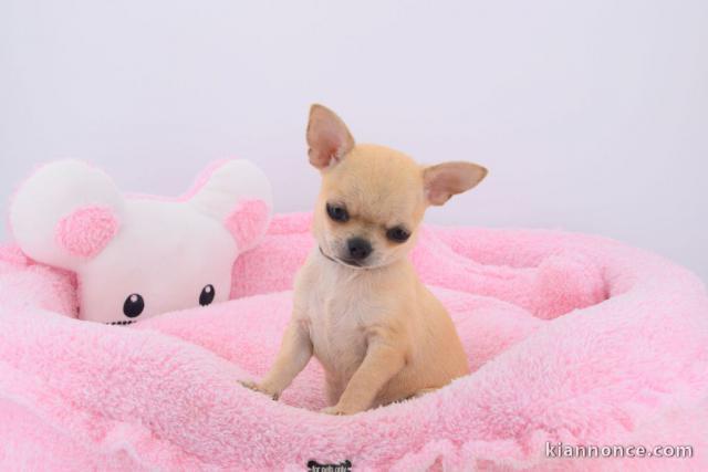 A donner chiot chihuahua très belle femelle