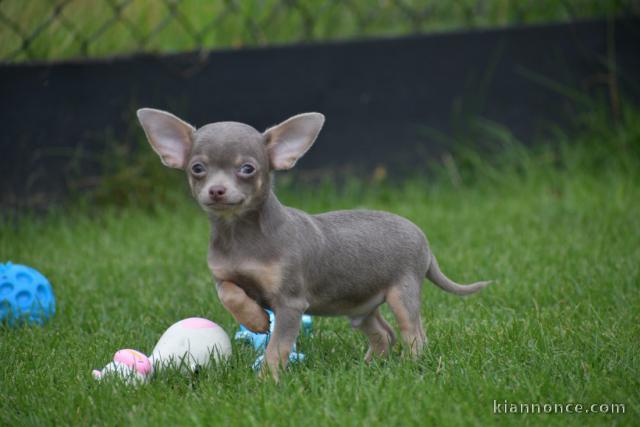 Chiots chihuahua femelle disponible de suite