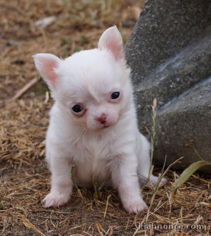 Chiots chihuahua femelle disponible de suite