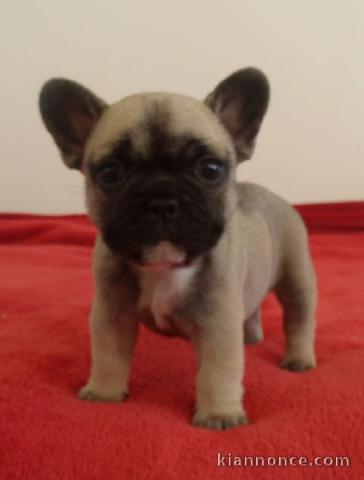 Chiot bouledogue français mâle et femelle à placer