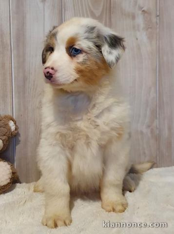 A donné chiot type berger australien femelle