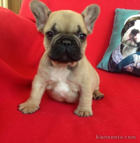 Chiots bouledogue français femelle