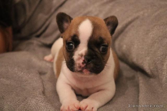 Chiot femelle type bouledogue français à adopter