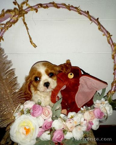Chiot cavalier King charles spaniel mâle