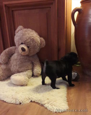 Adoptez chiot carlin femelle affectueuse