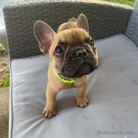 chiots bouledogue français femelle contre bon soin 