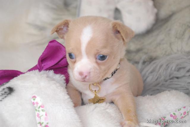 !!!Urgent chiots Chihuahuas Lof!!!