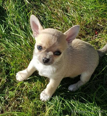 A donner chiot chihuahua très belle femelle