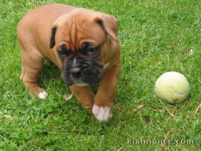 adorable chiot boxer 