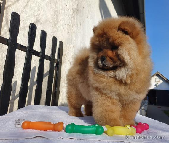 ADOPTION MAGNIFIQUE CHIOTS TYPE CHOW CHOW
