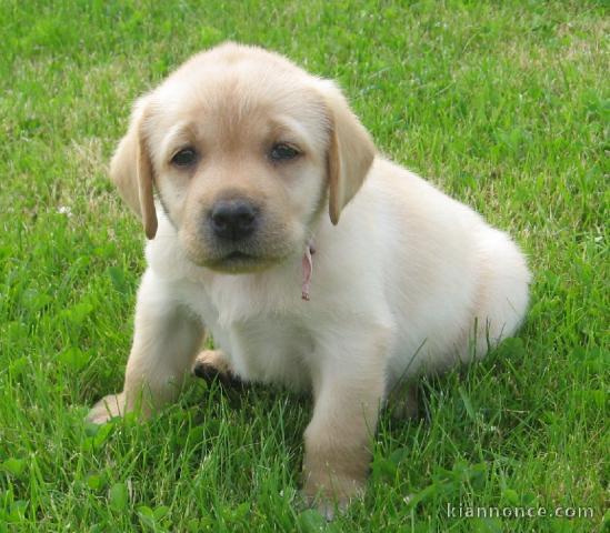 Magnifique et adorable chiot labrador 