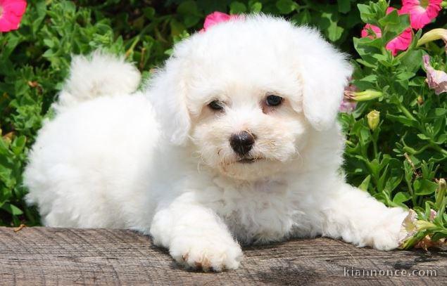 Magnifique et adorable chiot bichon frisé 