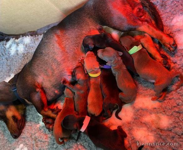 CHIOTS DE RACE DASHUND A RESERVE